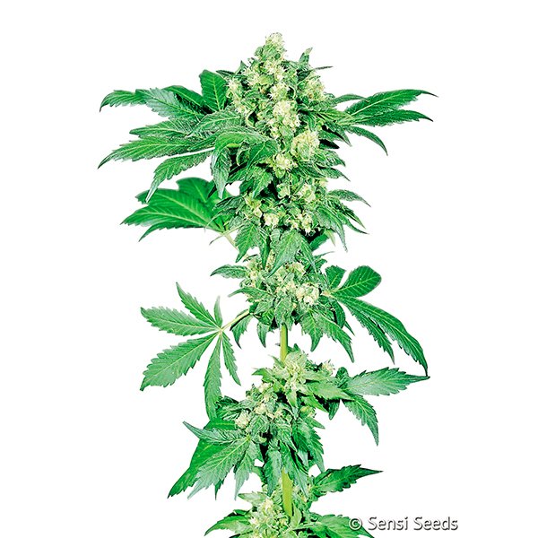 Afghani #1 10 u. fem. Sensi Seeds