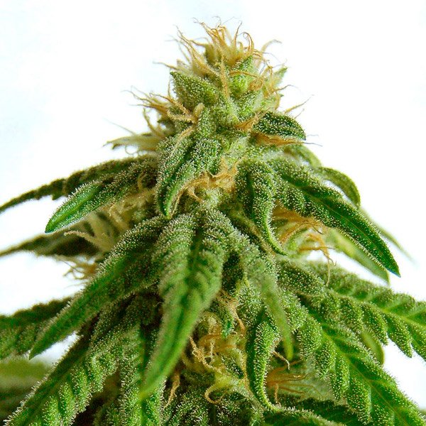 Afrodite 3 u. fem. Kannabia Seeds