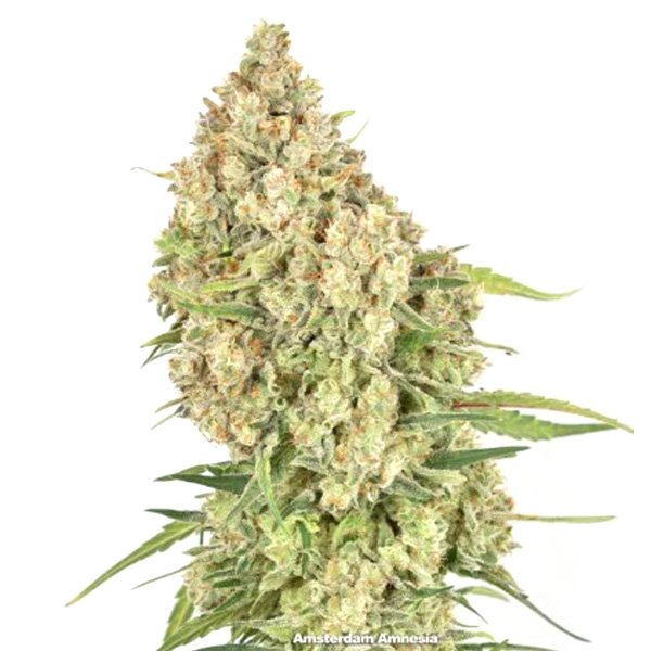 Amsterdam Amnesia 10 u. fem. Dutch Passion