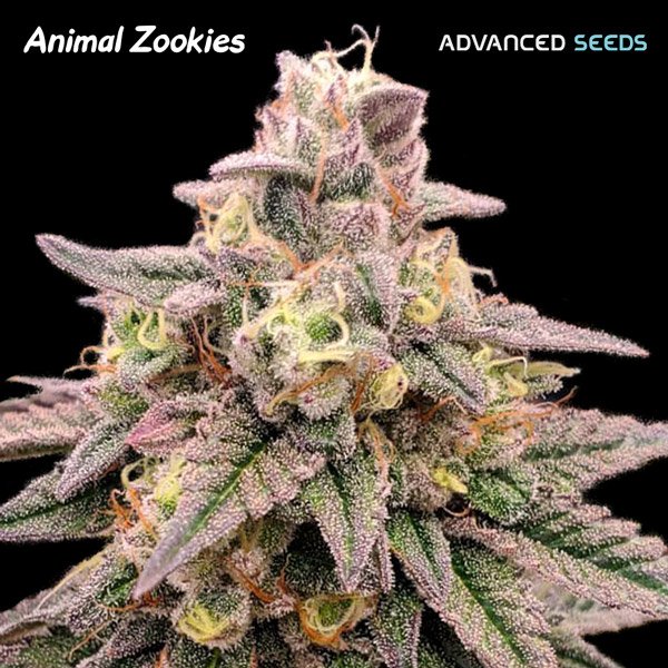 Animal Zookies   1 u. fem. Advanced Seeds
