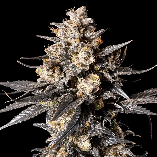 Apple Bananas 3 u. fem. 00 Seeds