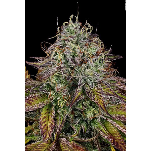 Apricot Candy 3 u. fem. Paradise Seeds