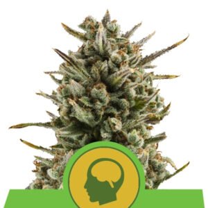 Auto Amnesia Haze 1 u. fem. Royal Queen
