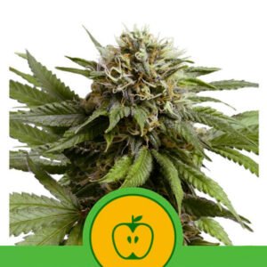Auto Apple Fritter 5 u. fem. Royal Queen