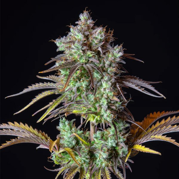 Auto Big Bud 3 u. fem. FastBuds Seeds