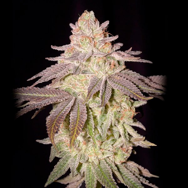 Auto Black Toffee   5 u. fem. Green House