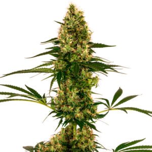 Auto Blue Bullet  1 u. fem. Sensi Seeds