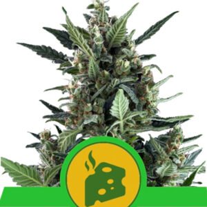 Auto Blue Cheese 1 u. fem. Royal Queen