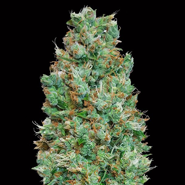 Auto Blueberry   5 u. fem. 00 Seeds
