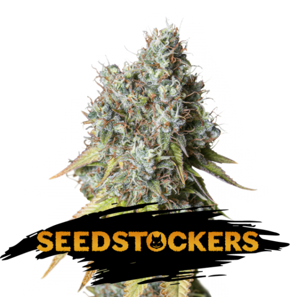 Auto Bruce Banner fem. 25 u. Seedstockers