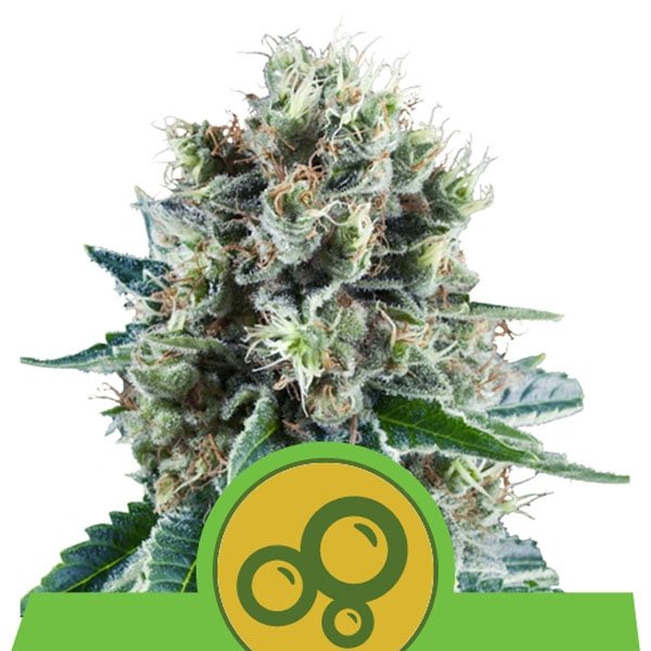 Auto Bubble Kush 1 u. fem. Royal Queen