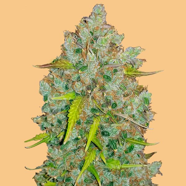 Auto Bubblegum 5 u. fem. FastBuds Seeds