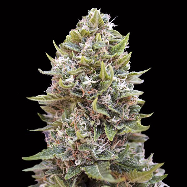 Auto Cheese Berry 25 u. fem. 00 Seeds