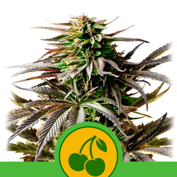 Auto Cherry Pie  5 u. fem. Royal Queen