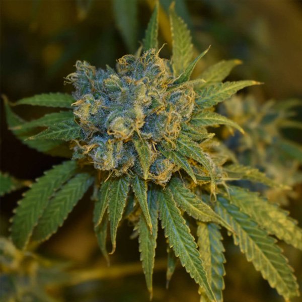 Auto Cherry Punch 5 u fem Philosopher