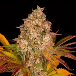 Auto Cookies Kush  3 u. fem. Barney's