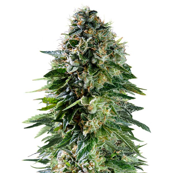 Auto Corkscrew 5 u. fem. Royal Queen x Tyson 2.0