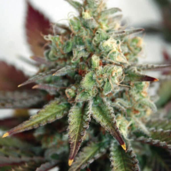 Auto Critical 2.0 XL 3 u. fem. Garden of Green Seeds
