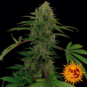 Auto Critical Kush  1 u. fem. Barney's