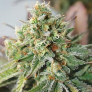 Auto Critical XXL 10 u. fem. Garden of Green Seeds