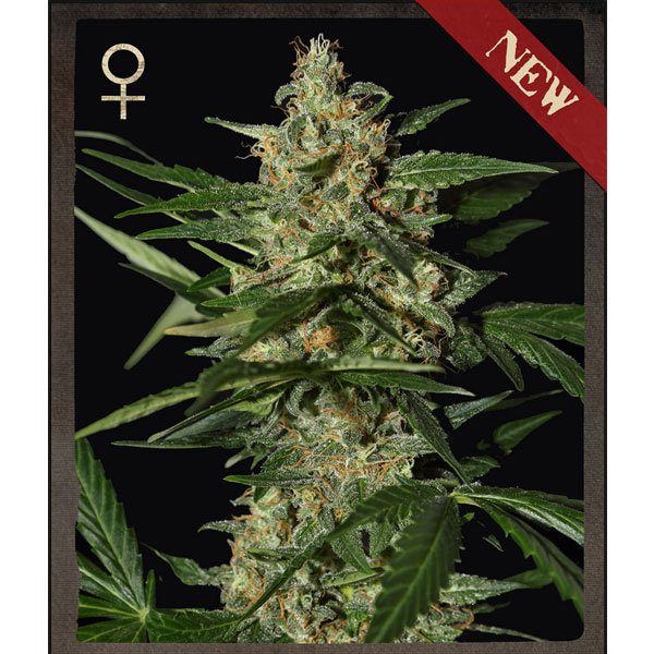 Auto Damnesia 3 u. fem. Strain Hunters