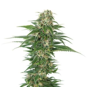 Auto Early Skunk  5 u. fem. Sensi Seeds