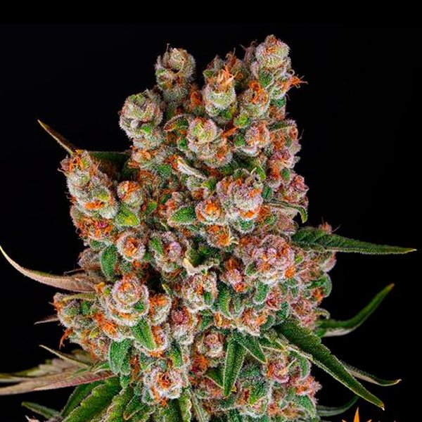 Auto GMO 10 u. fem. Barney's