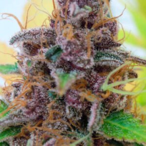 Auto Gelato 3 u. fem. Original Sensible