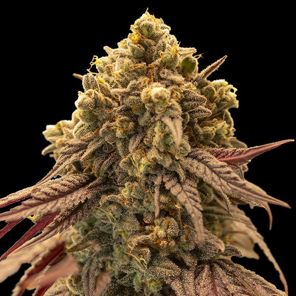 Auto Gelato Mint   100 u. fem. 00 Seeds