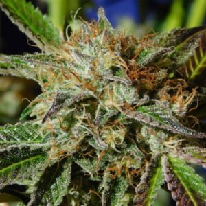 Auto Ghost Cookies 3 u. fem. Original Sensible
