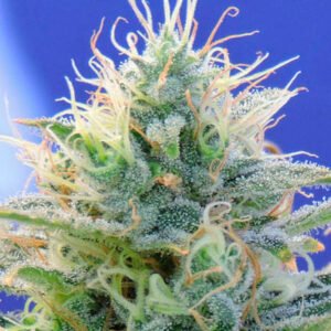 Auto Ghost OG 1 u. fem. Original Sensible