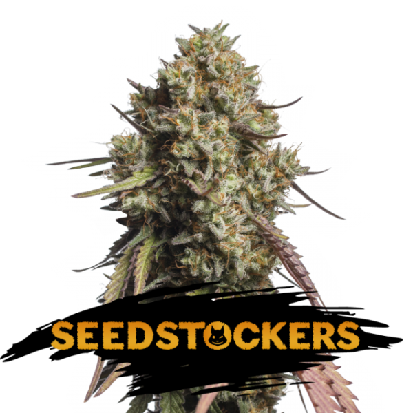 Auto Gorilla Cookies fem. 25 u. Seedstockers