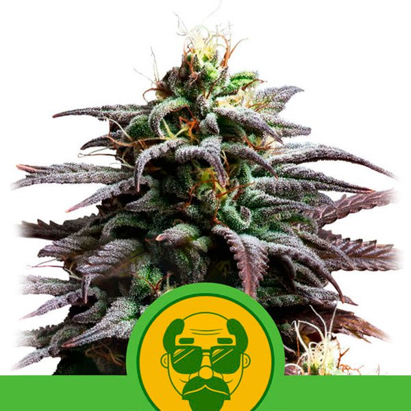 Auto Granddaddy Purple  5 u. fem. Royal Queen