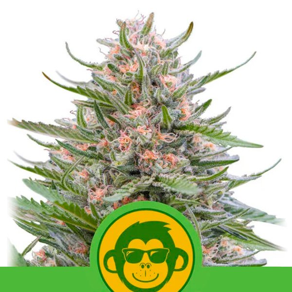 Auto Grape Ape 1 u. fem. Royal Queen