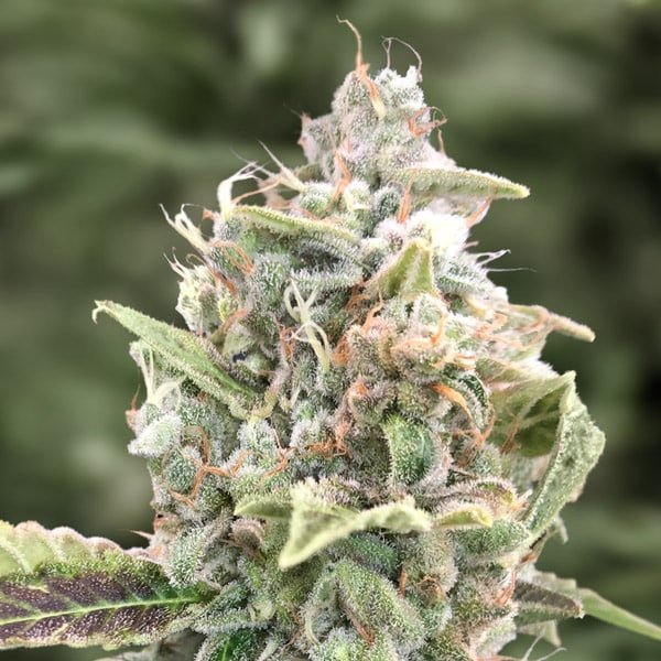 Auto Grateful Dead 5 ud High Speed Buds