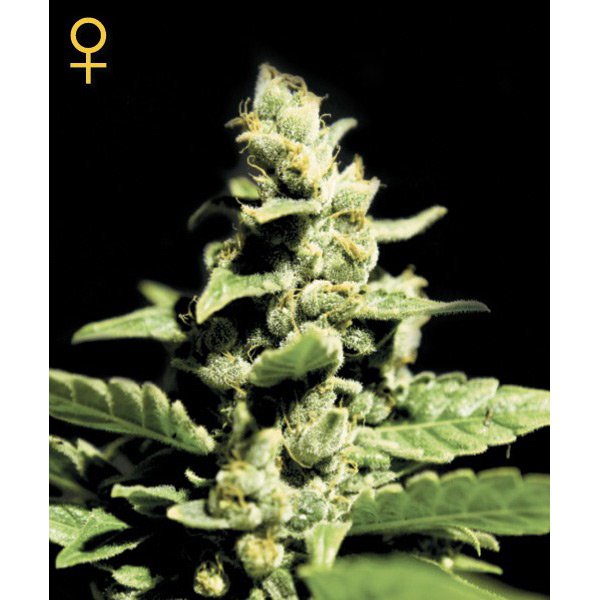 Auto Green-o-Matic 5 u. fem. Green House