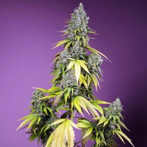 Auto Jet Fuel Mandarine XL 100 u. fem. Granel Profesionales Sweet Seeds