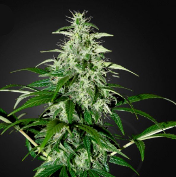 Auto Kalashnikova 1 u. fem. Green House