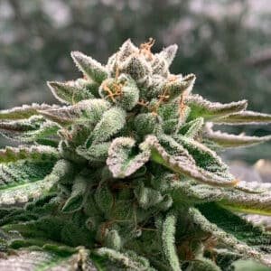 Auto Klementine 1 u. fem R-Kiem Seeds