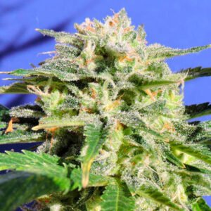 Auto Lemonberry Haze 5 u. fem. Original Sensible