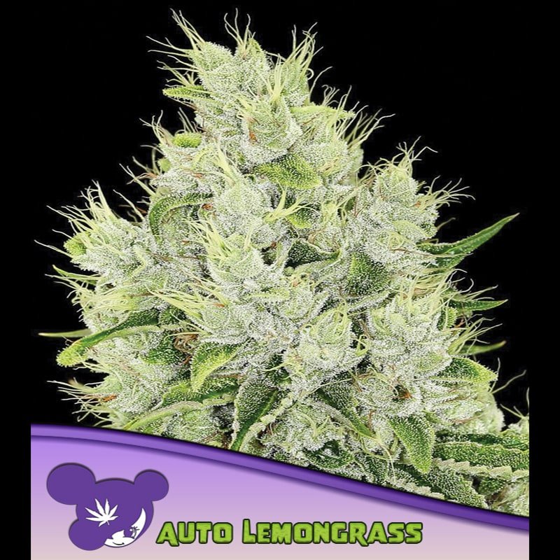 Auto Lemongrass  3 u. fem Anesia