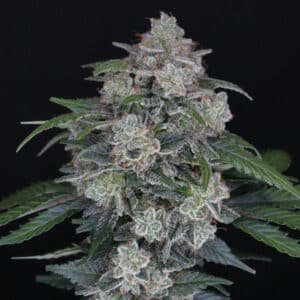 Auto MAK OG 3 u. fem - USA Line- Pure Instinto