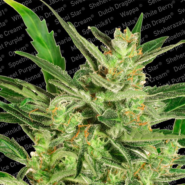 Auto Maria II 5 u. fem. Paradise Seeds