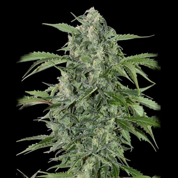 Auto Maxi Haze 3 u. fem. Grassomatic