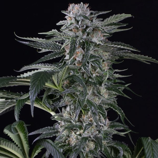 Auto Moby Dick 5 ud Silent Seeds