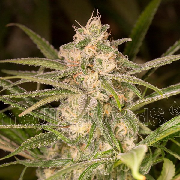 Auto No Name 3 u. fem. Medical Seeds