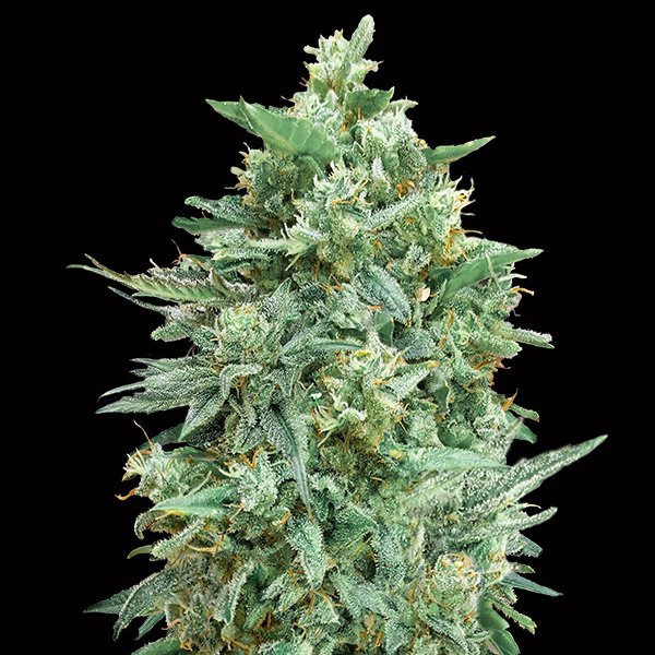 Auto Northern Lights XXL  25 u. fem. 00 Seeds