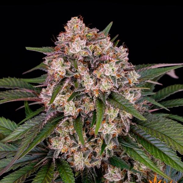 Auto OG Kush 1 u. fem. Barney's