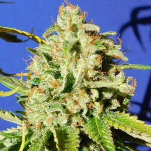 Auto Orange Diesel 1 u. fem. Original Sensible