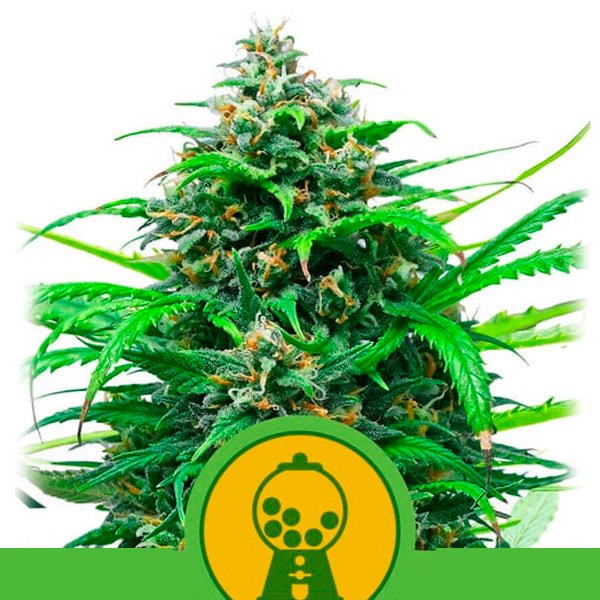 Auto Pink Runtz  5 u. fem. Royal Queen